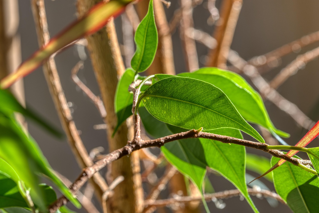 Ficus elastica in vaso con terreno umido, evidenziando le conseguenze di annaffiature eccessive.