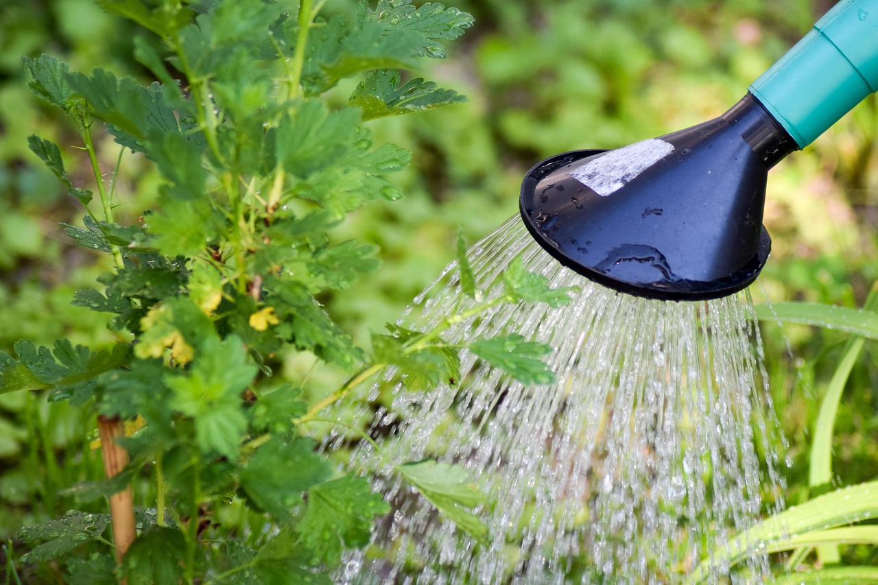 Un giardino verde con un sistema di raccolta acqua piovana per l'irrigazione delle piante.