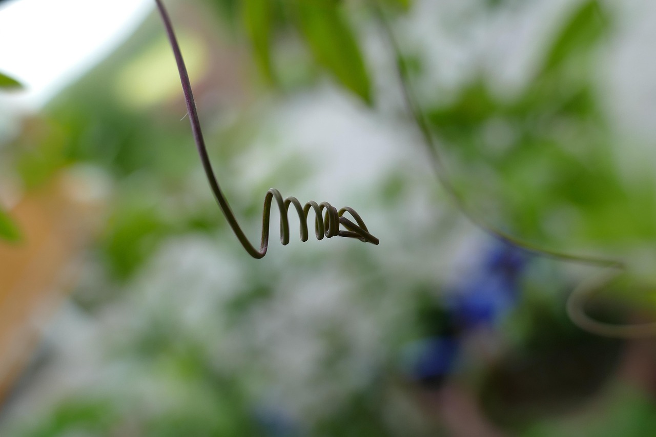 Glicine giovane in crescita, senza fiori, probabilmente nato da seme.