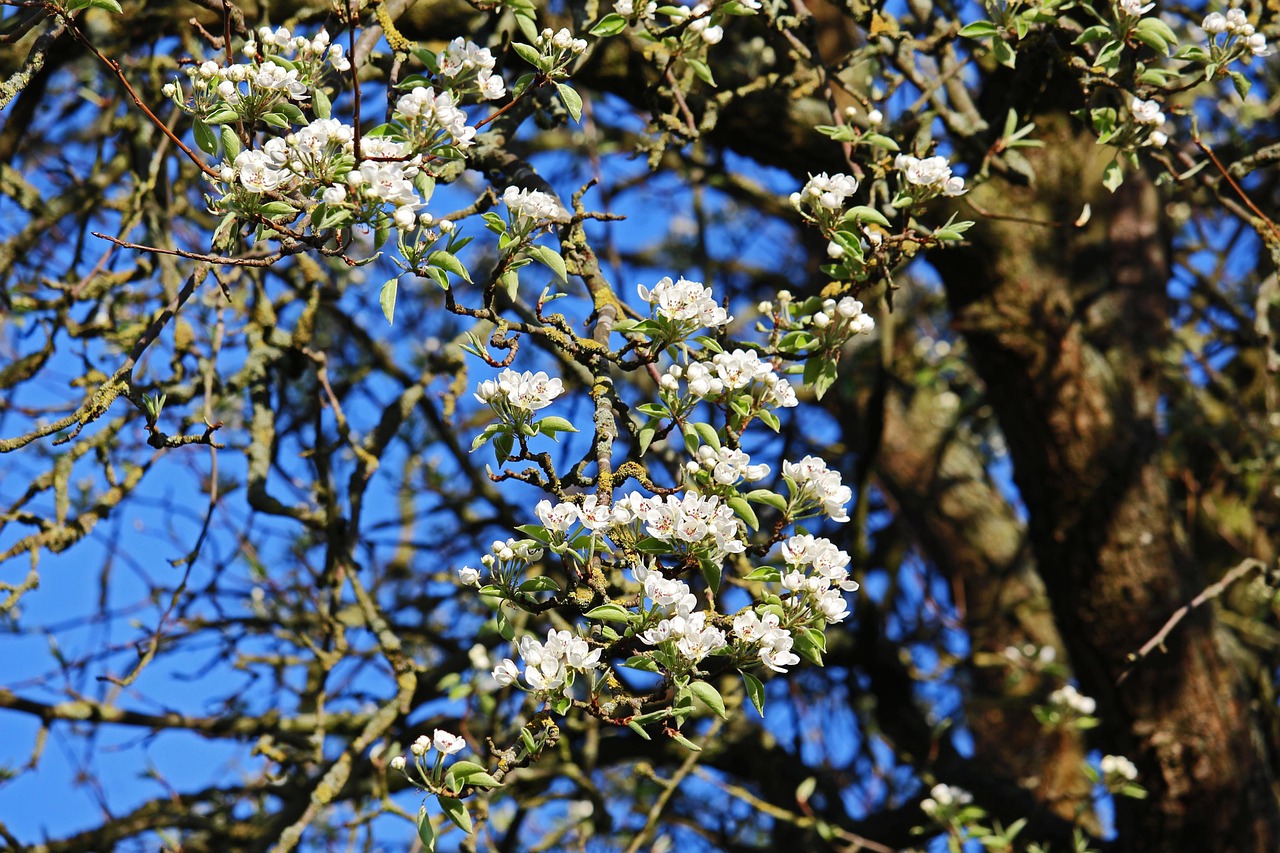 Alberi da frutto potati a gennaio, pronti per una fioritura abbondante nella stagione primaverile.