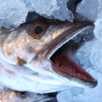 Pesce freschissimo con sfumature di ammoniaca, simbolo di scarsa qualità o cattiva conservazione.