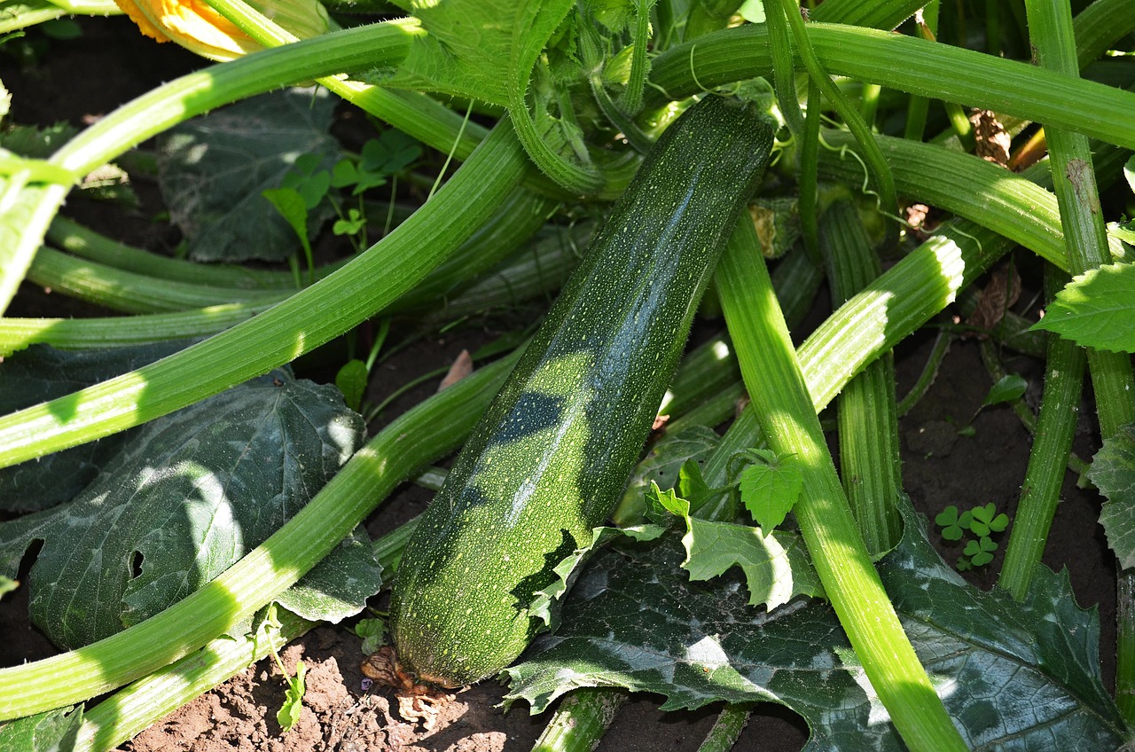 Zucchine appassite sotto il sole, evidenziando gli effetti del caldo eccessivo sulla crescita.