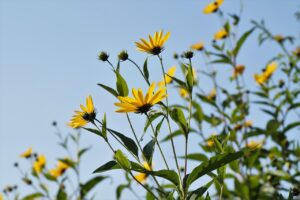 Fiori gialli di topinambur in un campo, con tuberi visibili nel terreno.