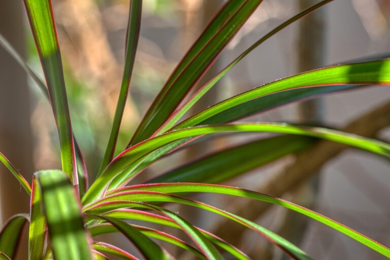 Dracaena e luce insufficiente: quando rallenta
