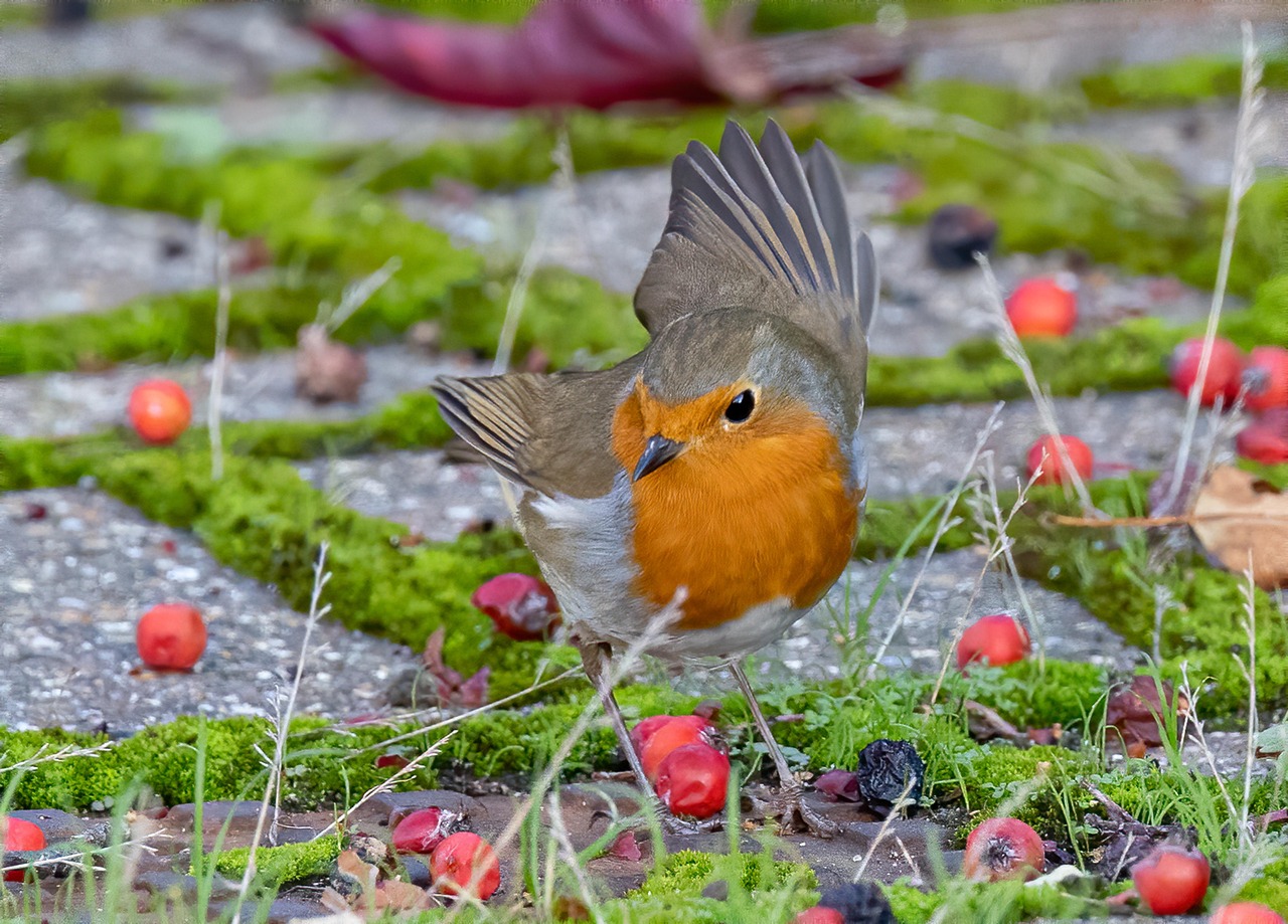 Pettirossi infreddoliti nel giardino, in cerca di riparo e cibo durante l'inverno.