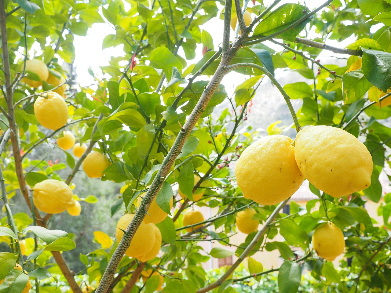 Limone in vaso con foglie verdi, evidenziando un problema di fioritura da risolvere.